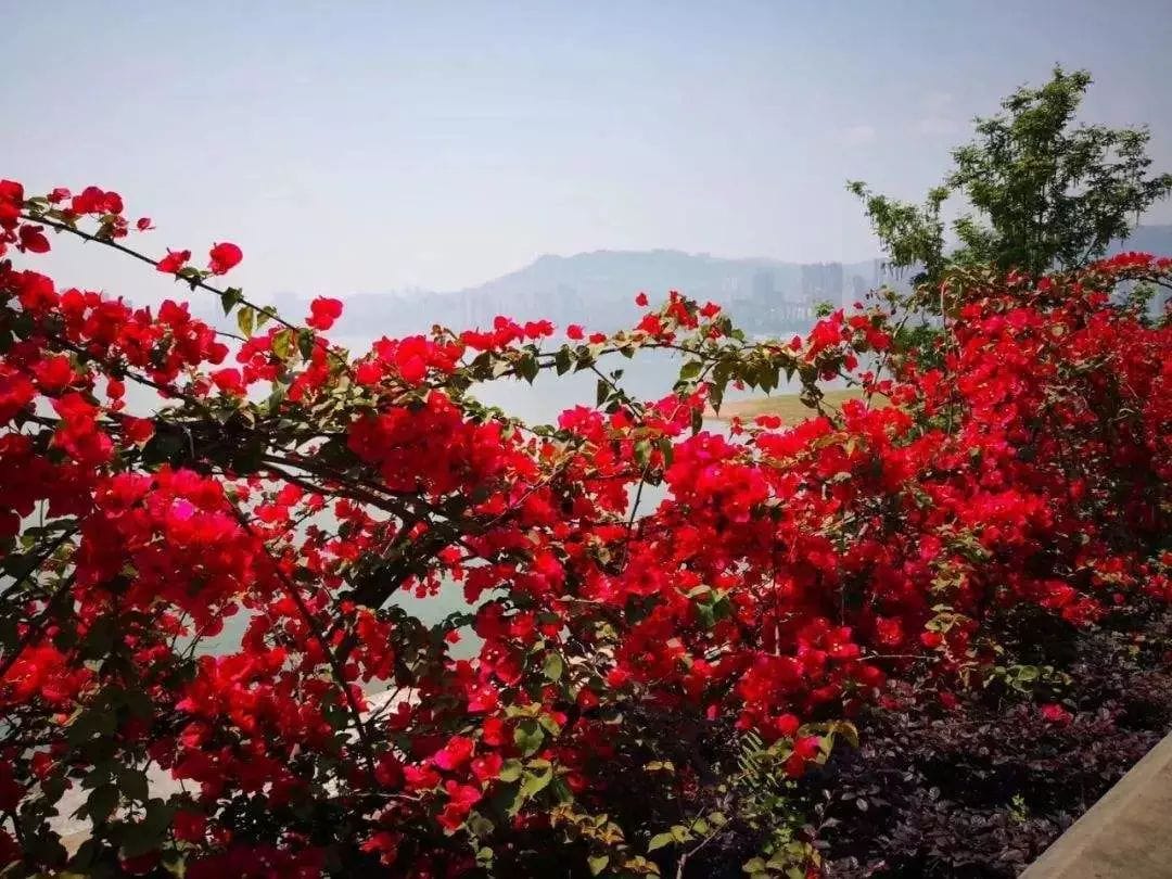 廣州全市實體書店、“花城書房”、農家書屋、報刊亭等連成“紅色書海”—— 木棉盛放,書香羊城換“紅裝”