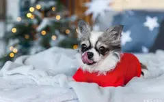 從實用到驚艷：如何用數(shù)字印刷重塑寵物食品包裝？